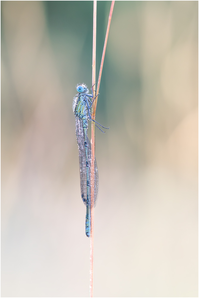 Gemeine Becherjungfer (Enallagma cyathigerum) III/15