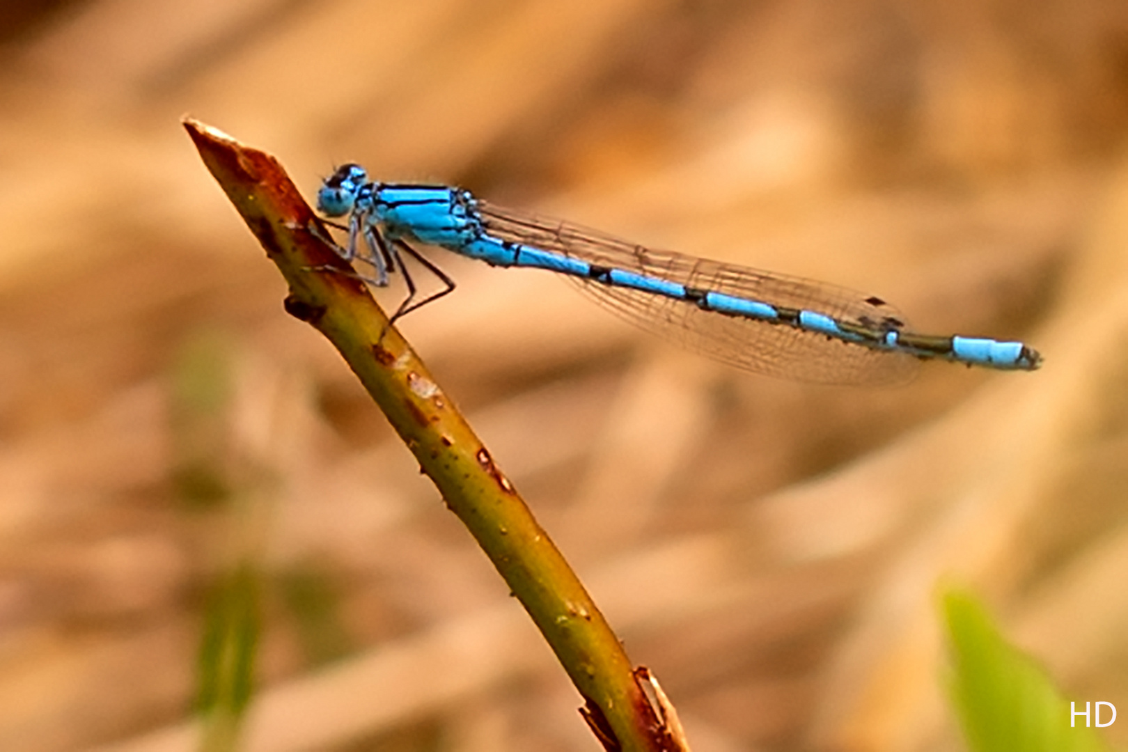 Gemeine Becherjungfer (Enallagma cyathigerum) Männchen