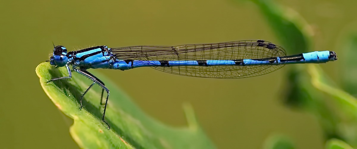 Gemeine Becherjungfer [Enallagma cyathigerum] - Männchen