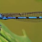 Gemeine Becherjungfer [Enallagma cyathigerum] - Männchen