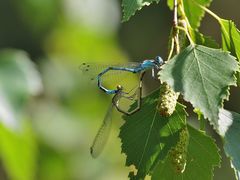 Gemeine Becherjungfer (Enallagma cyathigerum) Paarungsrad