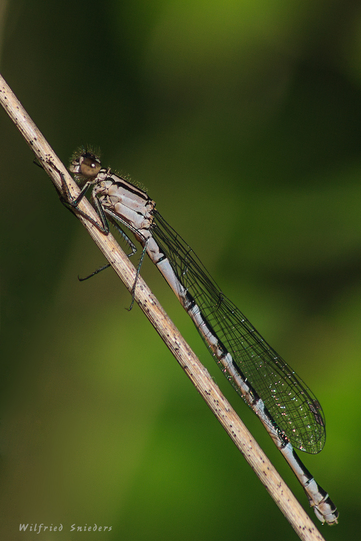 Gemeine Becherjungfer (Enallagma cyathigerum), Weibchen