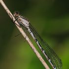 Gemeine Becherjungfer (Enallagma cyathigerum), Weibchen