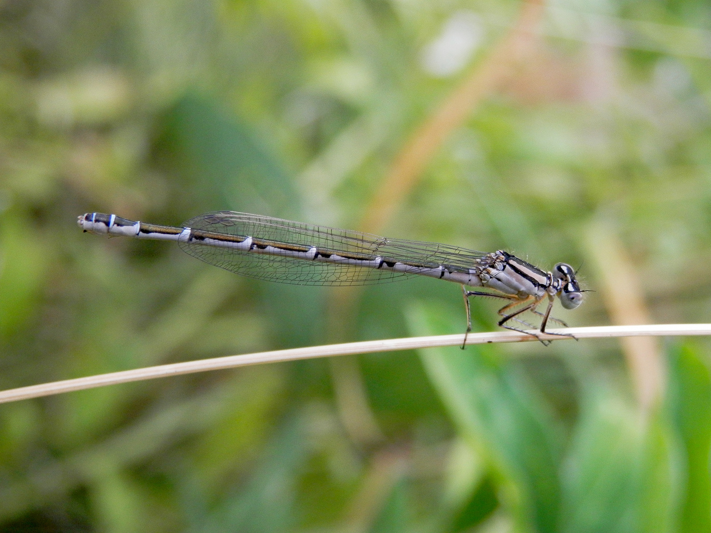 Gemeine Becherjungfer (Enallagma cyathigerum) - Weibchen