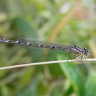 Gemeine Becherjungfer (Enallagma cyathigerum) - Weibchen