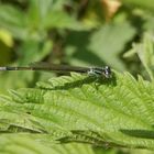 Gemeine Becherjungfer (Enallagma cyathigerum) - Weibchen