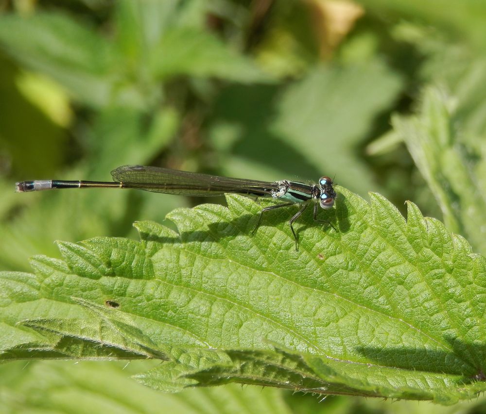 Gemeine Becherjungfer (Enallagma cyathigerum) - Weibchen