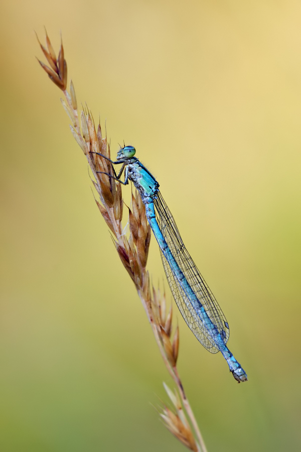 Gemeine Becherjungfer-Enallagma cyathigerum, Weibchen