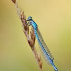 Gemeine Becherjungfer-Enallagma cyathigerum, Weibchen