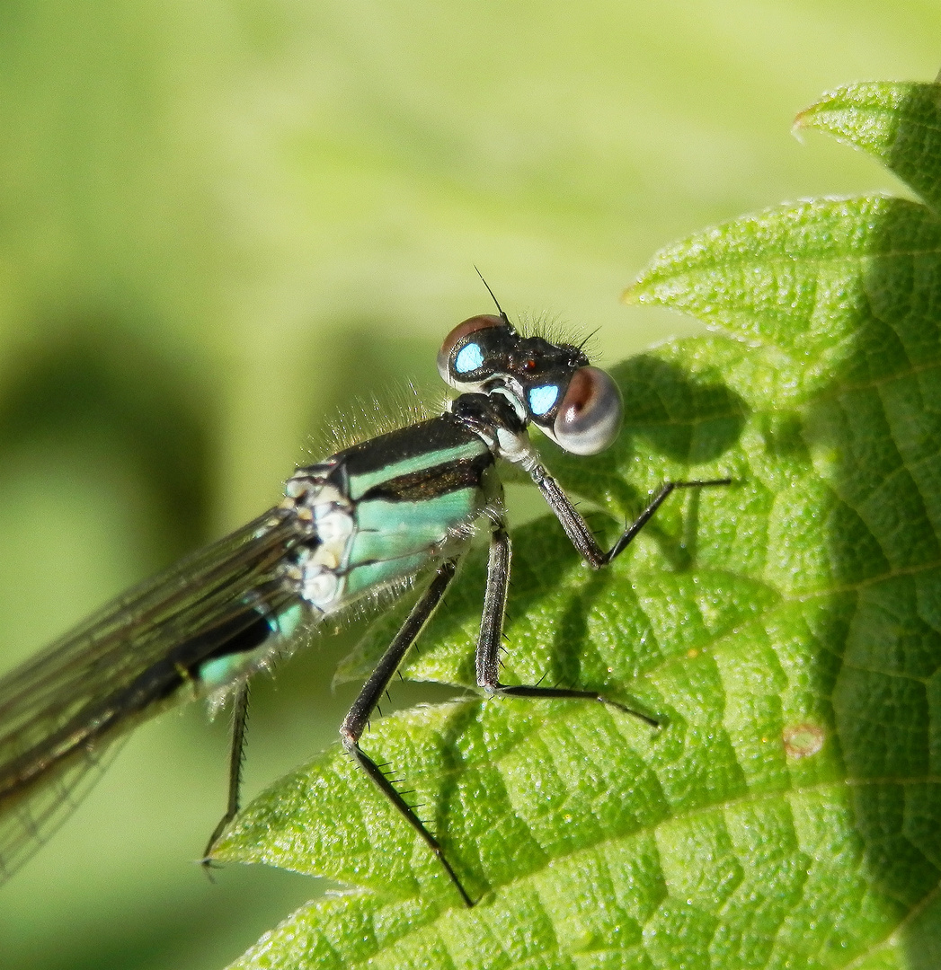 Gemeine Becherjungfer (Enallagma cyathigerum) - Weibchen im Makro