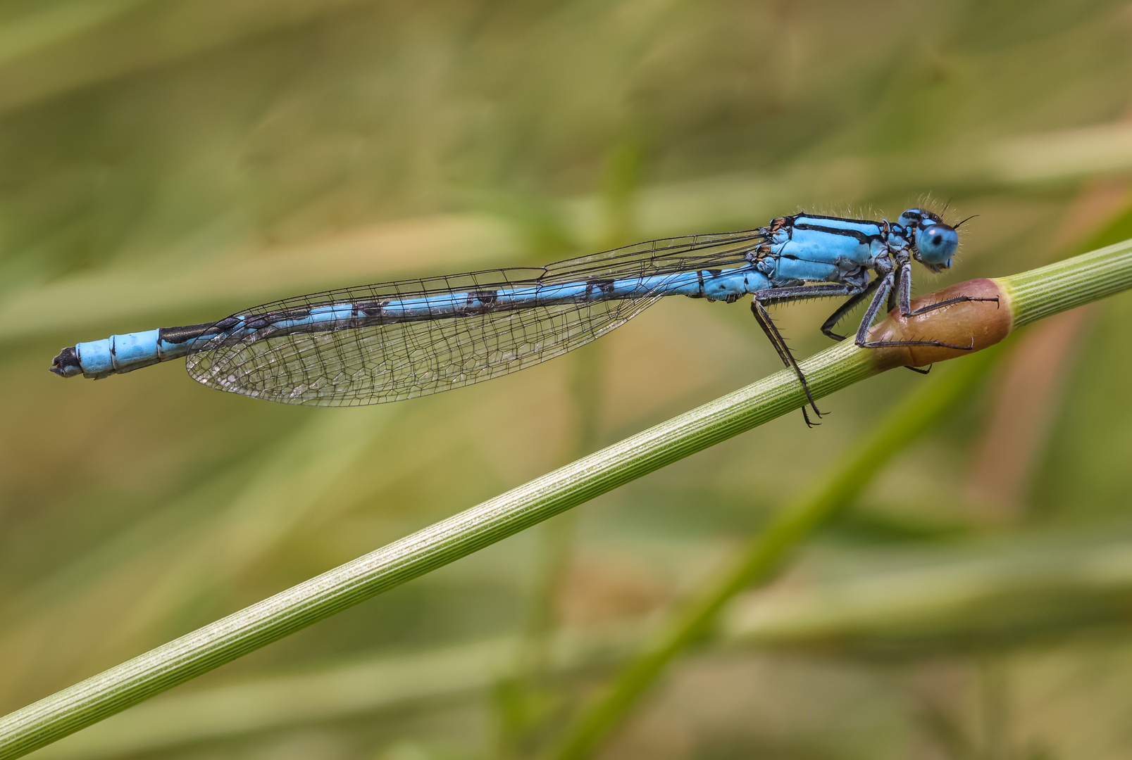 Gemeine Becherjungfer (Enallagma cyathigerum)Männchen