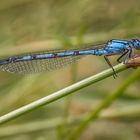 Gemeine Becherjungfer (Enallagma cyathigerum)Männchen