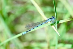 Gemeine Becherjungfer (Enllagma cyathigerum)