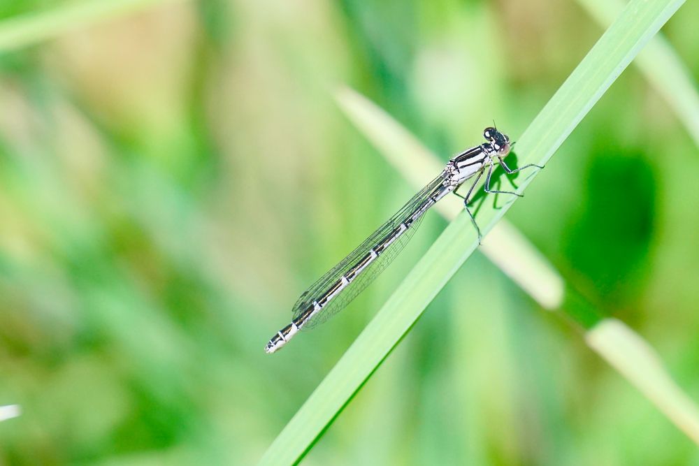 Gemeine Becherjungfer (Enllagma cyathigerum)