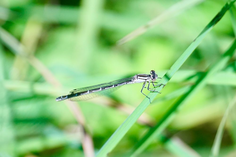 Gemeine Becherjungfer (Enllagma cyathigerum)