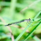 Gemeine Becherjungfer (Enllagma cyathigerum)