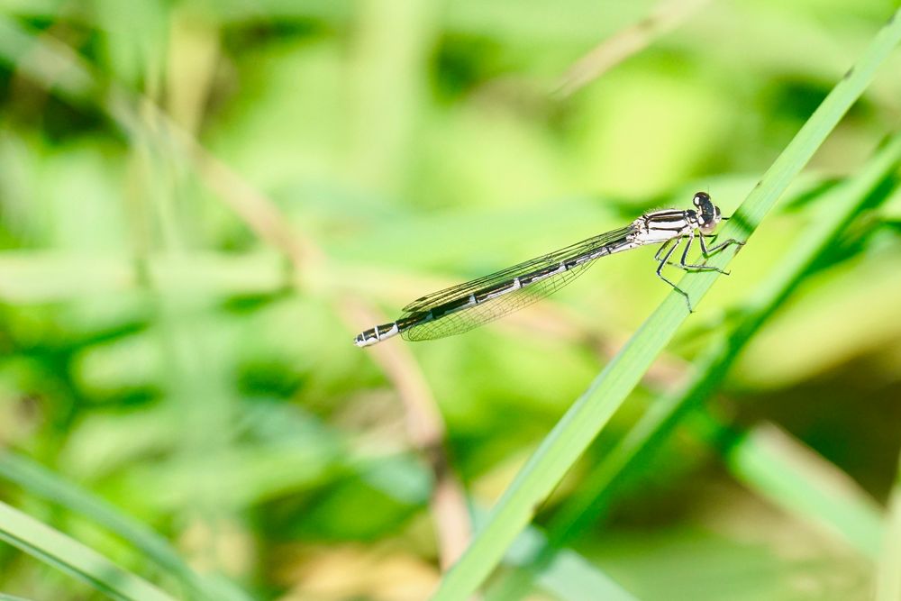 Gemeine Becherjungfer (Enllagma cyathigerum)