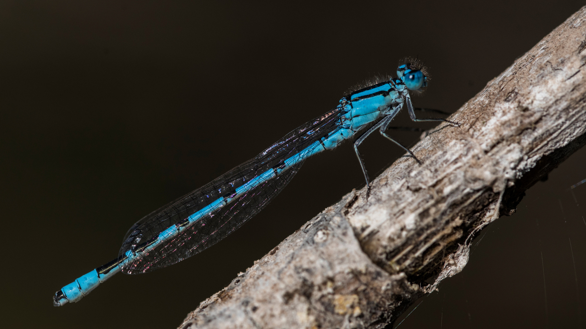 Gemeine Becherjungfer Foto & Bild natur, insekten, tiere Bilder auf