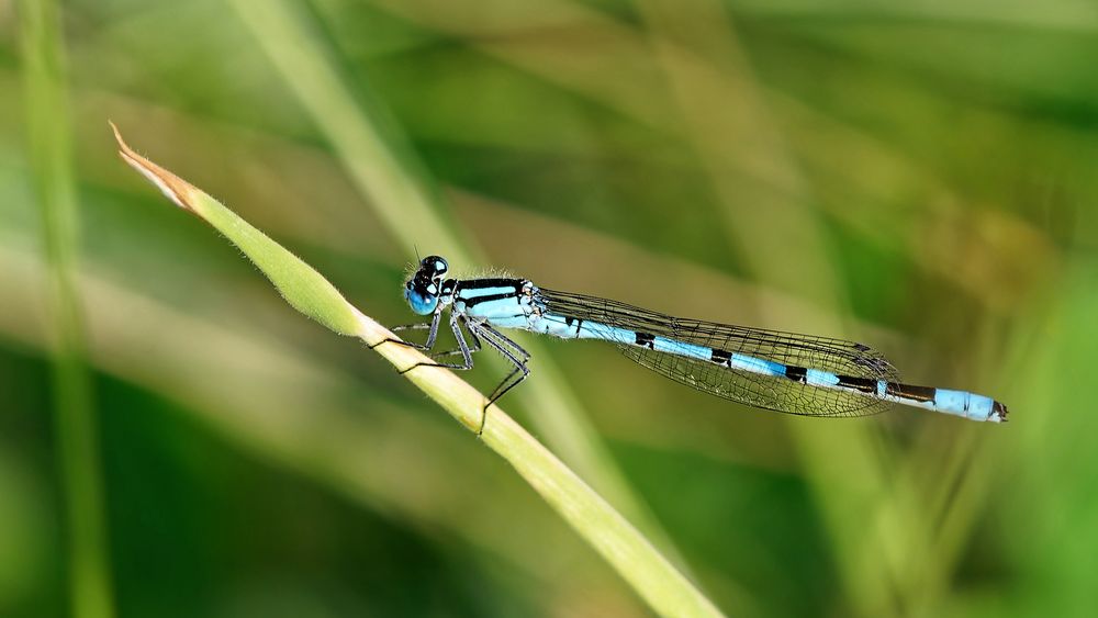 Gemeine Becherjungfer im Garten