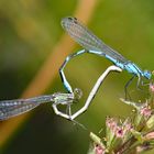 Gemeine Becherjungfer - Paarungsrad