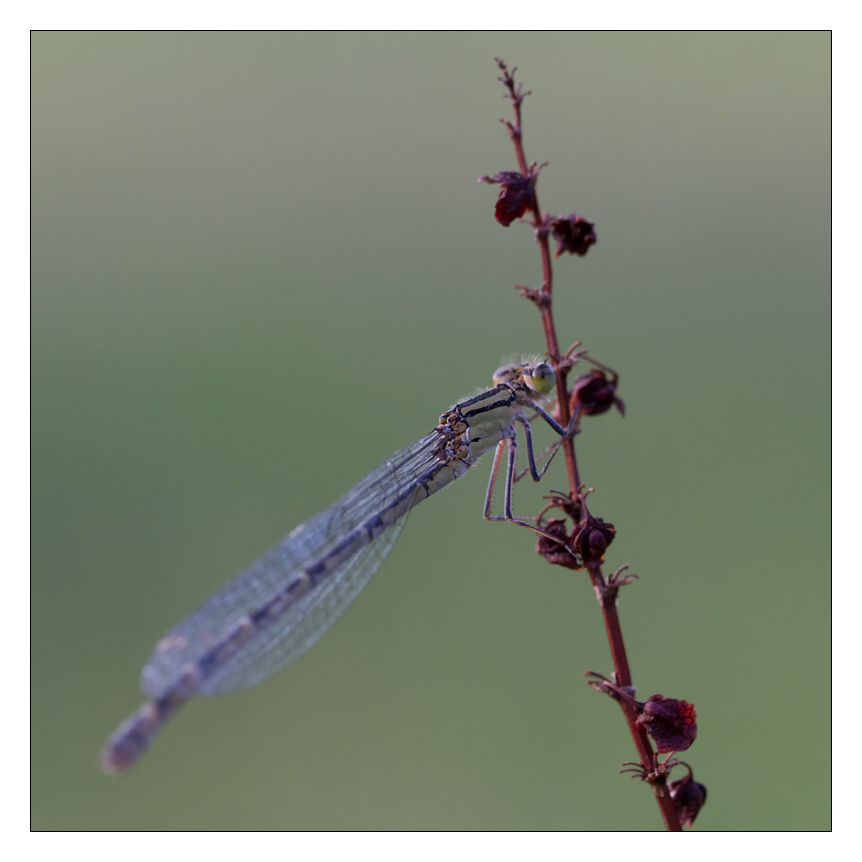 Gemeine Becherjungfer (Weibchen)