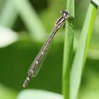 gemeine Becherjungfer - Weibchen