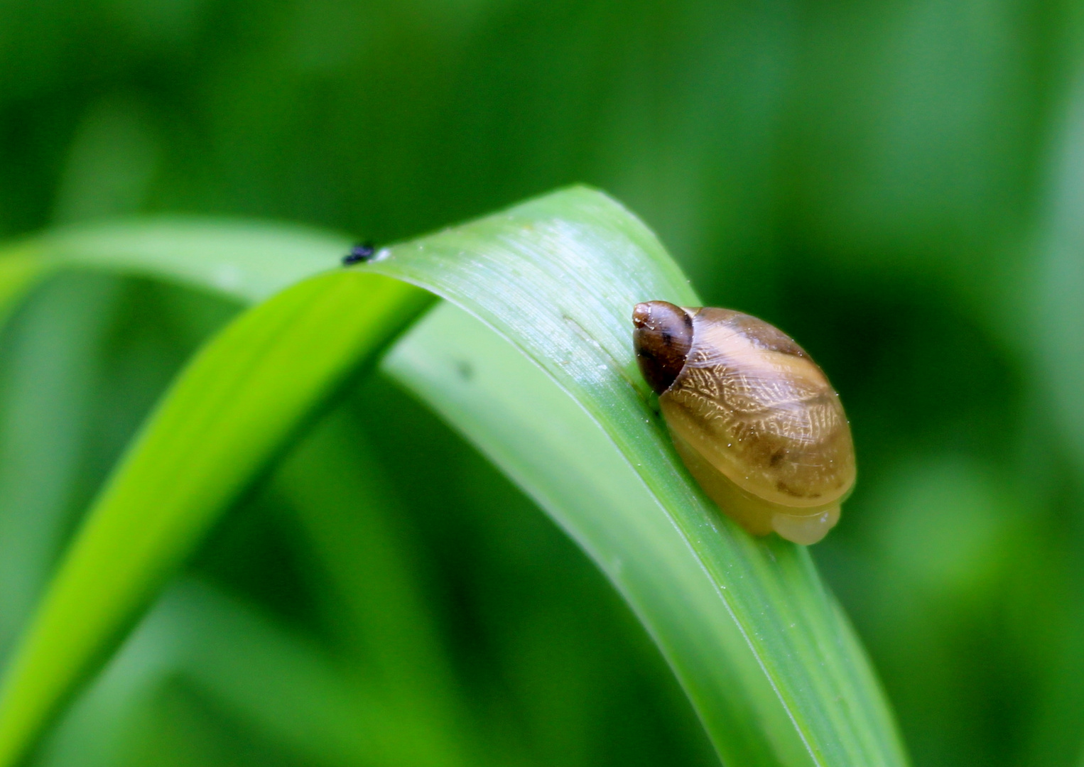 Gemeine Bernsteinschnecke