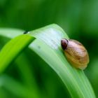 Gemeine Bernsteinschnecke