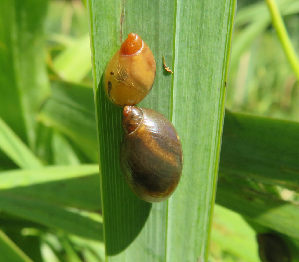 Gemeine Bernsteinschnecke (Succinea putris) 