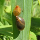 Gemeine Bernsteinschnecke (Succinea putris) 