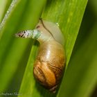 Gemeine Bernsteinschnecke (Succinea putris) mit Leucochloridium paradoxum