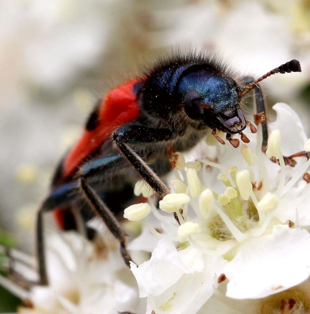 Gemeine Bienenkäfer