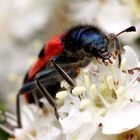 Gemeine Bienenkäfer