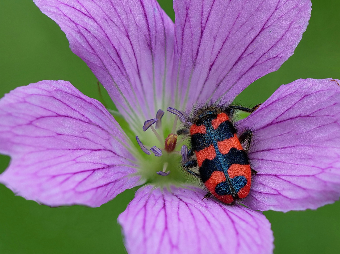 Gemeine Bienenkäfer (Trichodes apiarius)