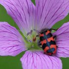 Gemeine Bienenkäfer (Trichodes apiarius)