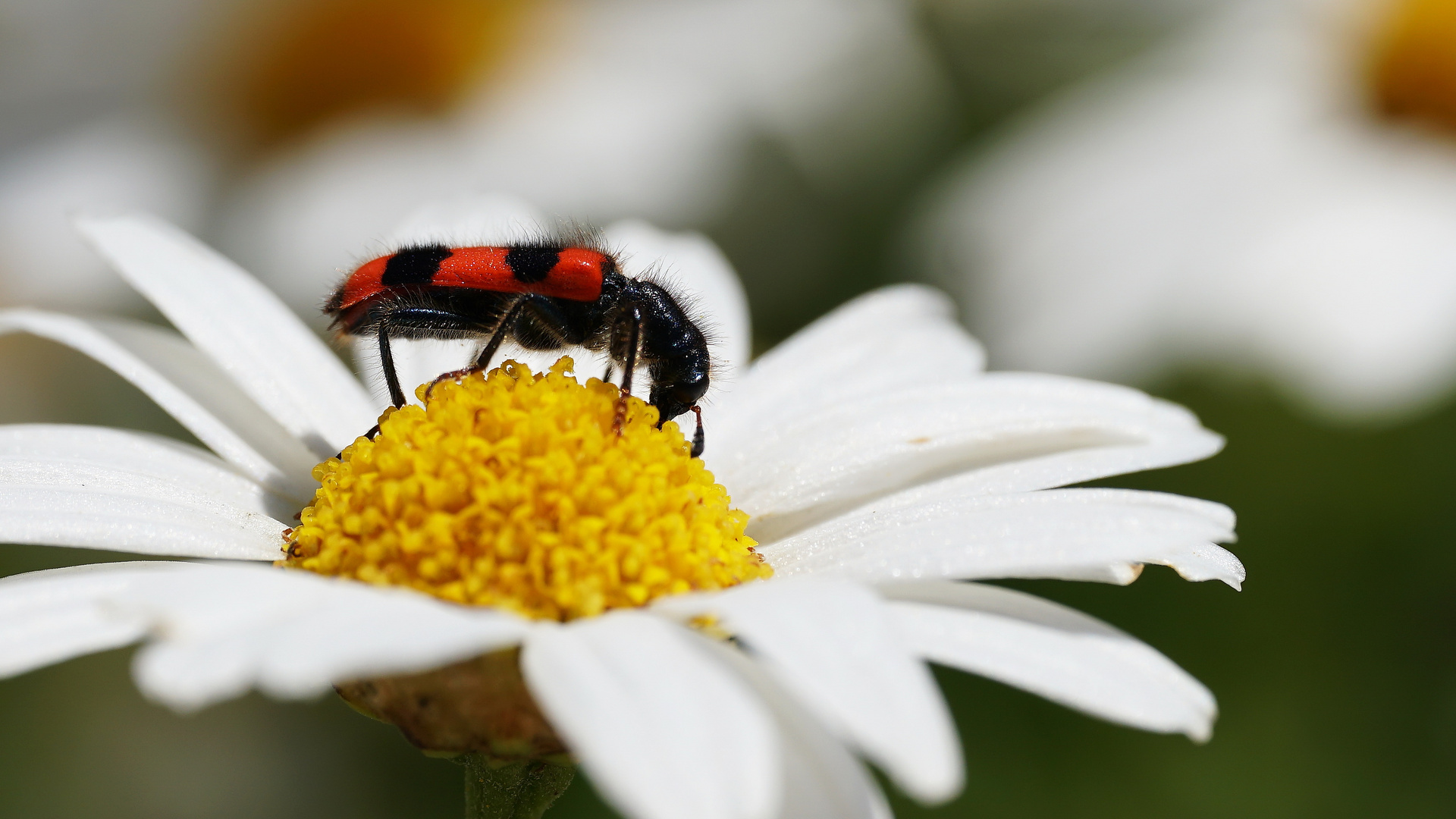 Gemeine Bienenkäfer (Trichodes apiarius) auf Margeritenblüte