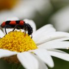 Gemeine Bienenkäfer (Trichodes apiarius) auf Margeritenblüte