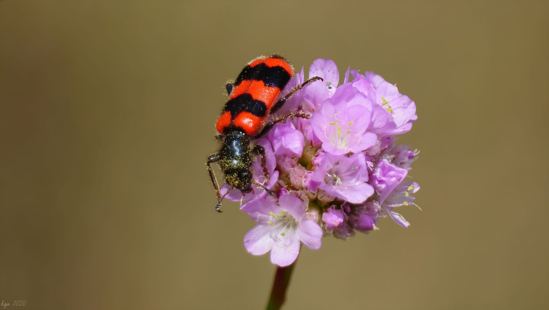 * Gemeine Bienenkäfer (Trichodes apiarius) *