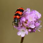 * Gemeine Bienenkäfer (Trichodes apiarius) *