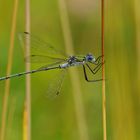 Gemeine Binsenjungfer – Hängen im Wind