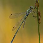 Gemeine Binsenjungfer - Lestes sponsa