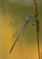 Gemeine Binsenjungfer - Lestes sponsa