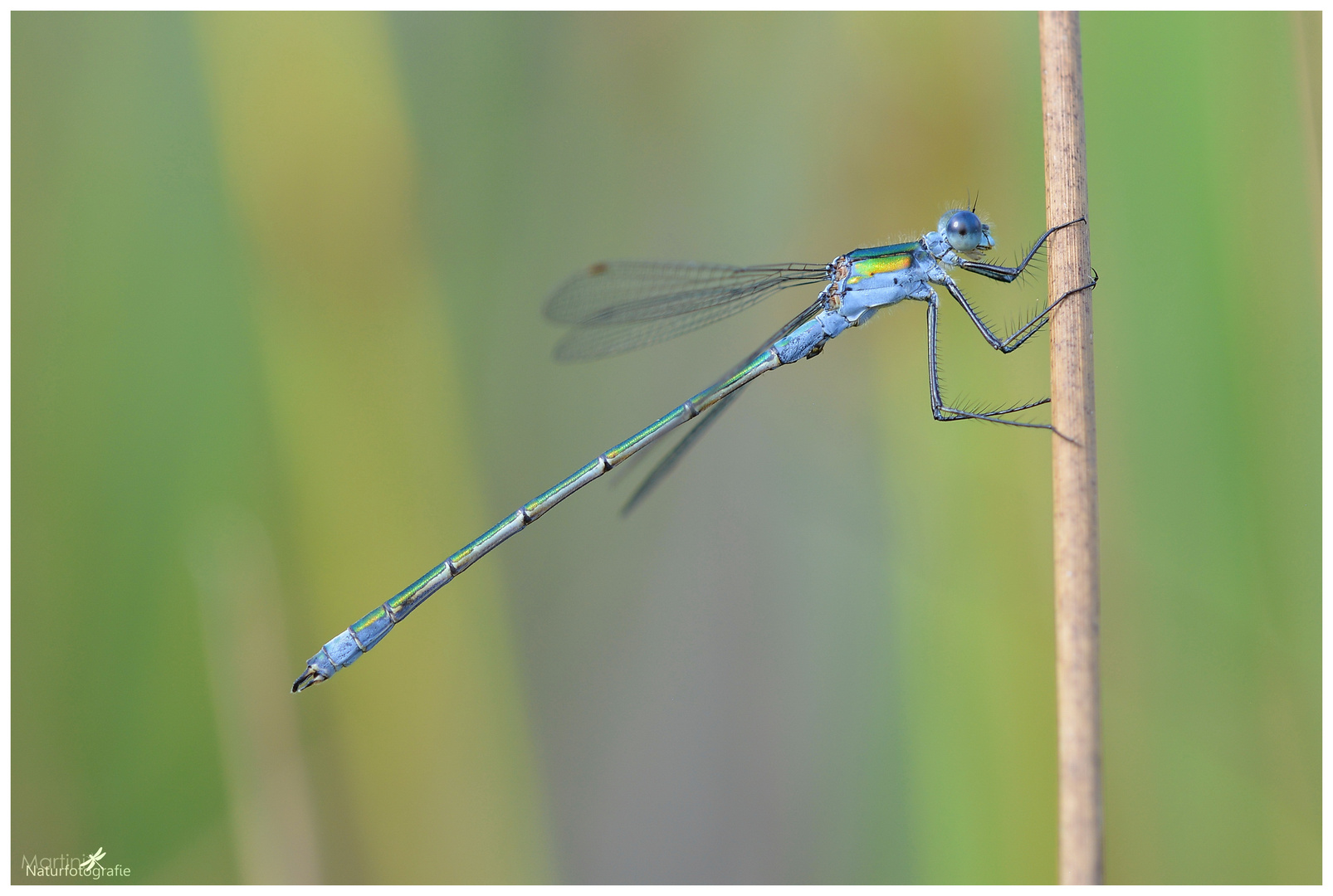 Gemeine Binsenjungfer (Lestes sponsa)