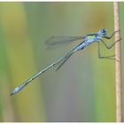 Gemeine Binsenjungfer (Lestes sponsa)