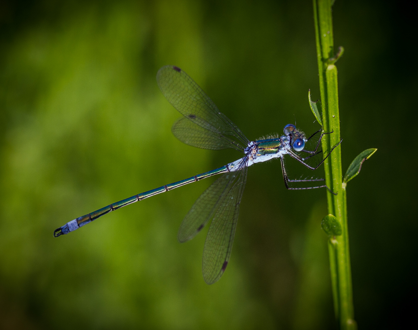 Gemeine Binsenjungfer (Lestes sponsa)