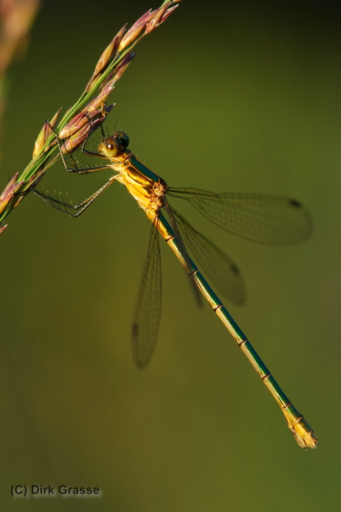 Gemeine Binsenjungfer - Lestes sponsa