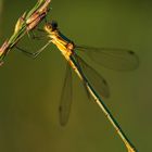 Gemeine Binsenjungfer - Lestes sponsa