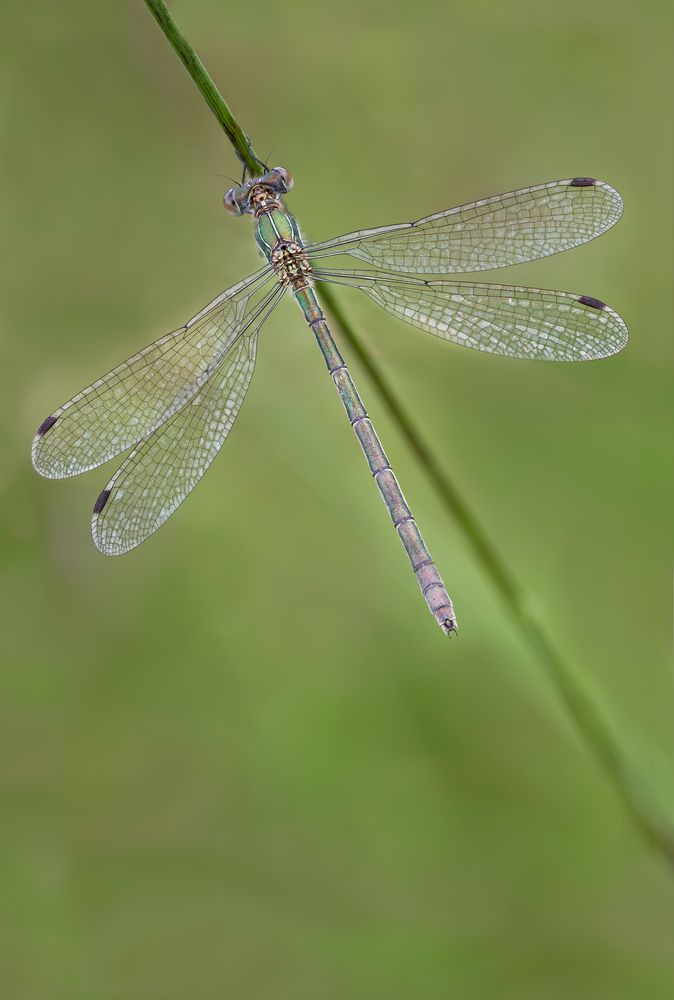 Gemeine Binsenjungfer (Lestes sponsa)