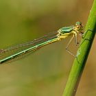 Gemeine Binsenjungfer (Lestes sponsa)