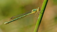 Gemeine Binsenjungfer (Lestes sponsa)